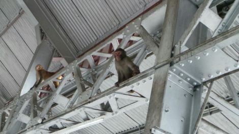 Monkeys at Shimla station